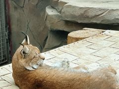 -青藏高原野生动物园