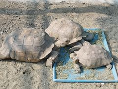 -海合安天津极地海洋公园