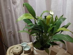 -桂林市花鸟市场