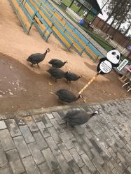 -上美四季动物农场