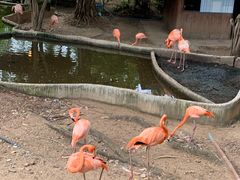 -清迈夜间动物园