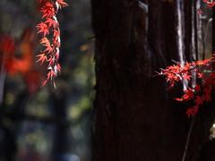-午潮山国家森林公园