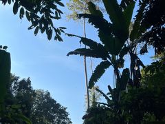 -中国科学院西双版纳热带植物园