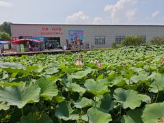 -白洋淀风景区