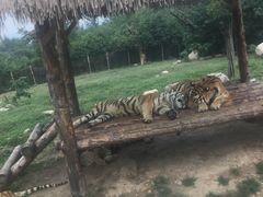 -西安秦岭野生动物园