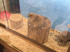 -悠尼宠物·独立低压伊珊娜洗护·美容·寄养(兰谷路店)