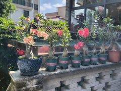 -周大娘牛乳(旧寨古村总店)