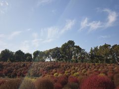 -春花秋色城市公园