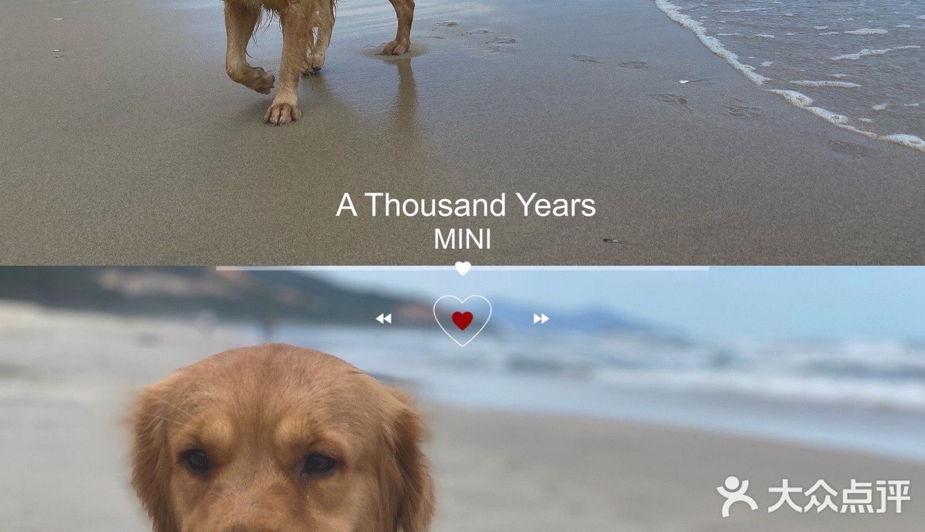 2020最后一天写给汪星人