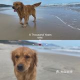 2020最后一天写给汪星人