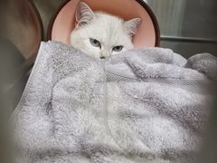 -安安宠医宠物医院·异宠·犬猫内科(岳阳分院)