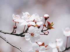 -顾村公园