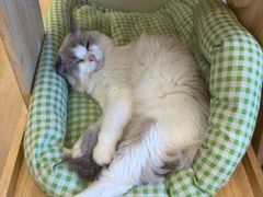 -有喵·猫咖·狗咖·40+猫狗有小奶狗(岗厦店)