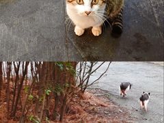-小小饭店·休闲农庄·安吉松树林里的农家菜