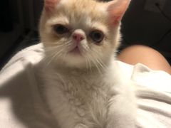 -纳吉亚猫专科动物诊疗中心(蒋宅口分院)