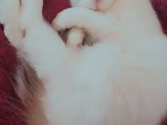 -东方名猫馆·英短金渐层布偶猫舍(环线广场1号楼店)