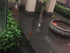 -旺顺阁鱼头泡饼(小红门店)