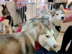 -Husky Go! 哈士奇体验馆·宠物咖啡厅狗咖