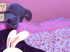 -菲丽丝宠物医院·24小时·猫科中心·免疫点(淮海分院)