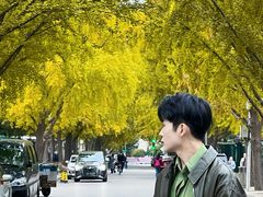 -三里屯东五街银杏大道