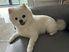 -帕帕拉兹宠物(亚洲旗舰店)