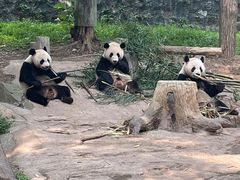-都江堰中华大熊猫苑