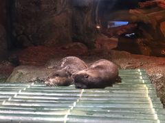-暹罗海洋世界