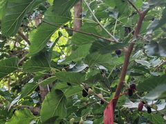 -哈密回王府景区