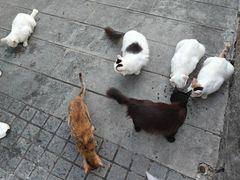 -猫岛主趣味餐厅(鼓浪屿店)
