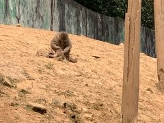 -中国大熊猫保护研究中心雅安碧峰峡基地