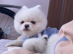 -乖乖宠物医院·猫科·骨科·24小时(云岗分院)