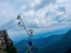 -芦芽山旅游度假区