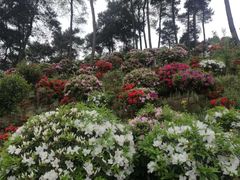 -南山植物园