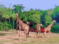 -广州长隆野生动物世界