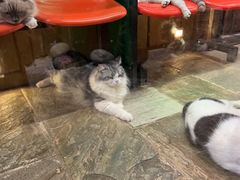 -猫咪博物馆(顶澳仔猫街店)