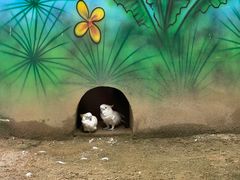 -杭州野生动物世界