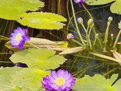 -北京植物园-展览温室