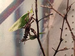 -上海大自然野生昆虫馆(东方明珠·爬宠昆虫探索中心)