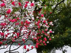 -西湖游船