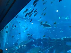 -新加坡海洋生态馆
