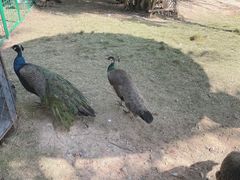 -灵玲国际马戏城