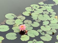 -映月湖公园