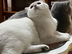 -猫大福·Fortune Cat猫舍(百子湾店)