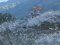 -广州市流溪河国家森林公园
