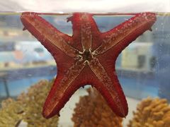 -上海海洋水族馆