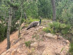 -西霞口神雕山野生动物世界