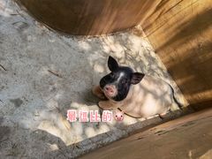 -东莞香市动物园