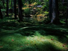 -西芳寺(苔寺)