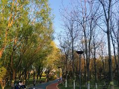 -大兴滨河森林公园