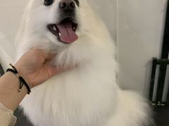 -八公叔叔宠物美容连锁(春申店)